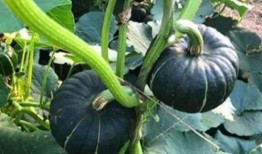 去哪里吃网红瓜好吃一点,一网打尽美味瓜果盛宴